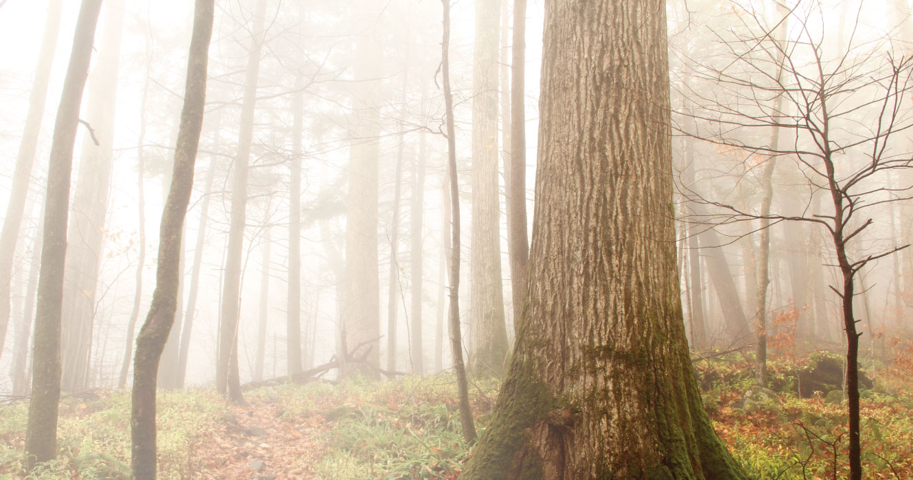 A misty forest during Autumn.